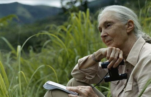 Jane Goodall